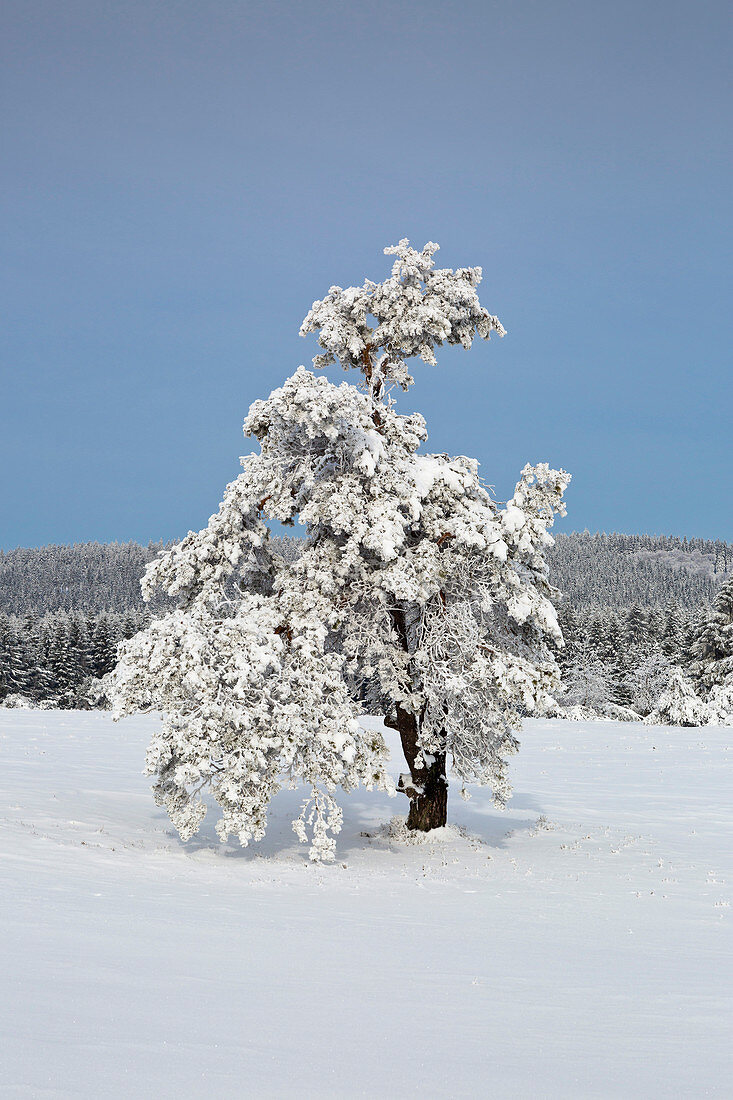 Pine tree, winter landscape on the Hohen Hagen near Winterberg, Sauerland, North Rhine-Westphalia, Germany