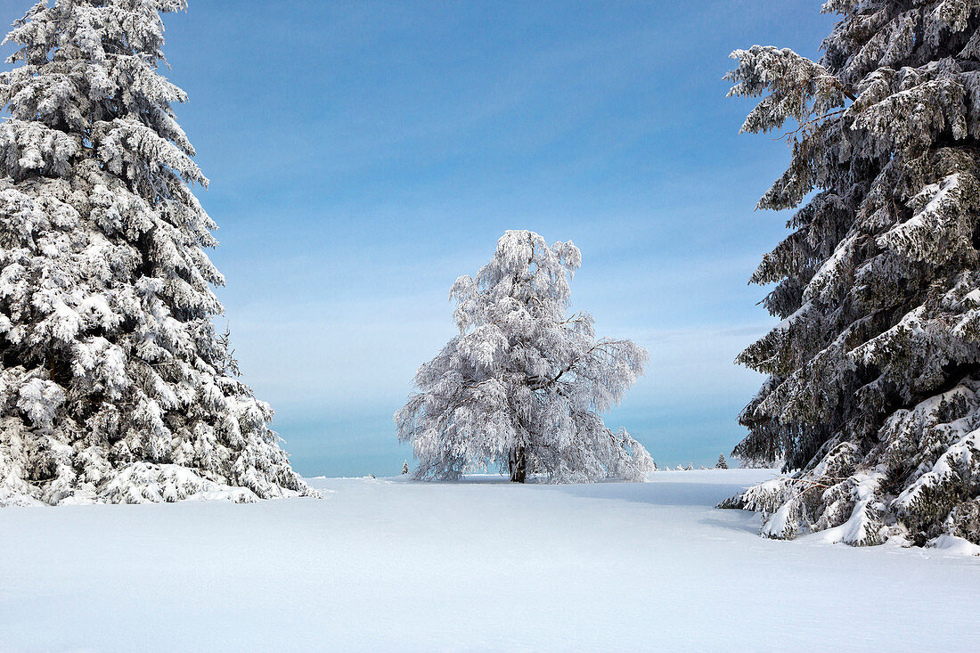 Birch, winter landscape at Kahlen Asten near Winterberg, Sauerland, North Rhine-Westphalia, Germany