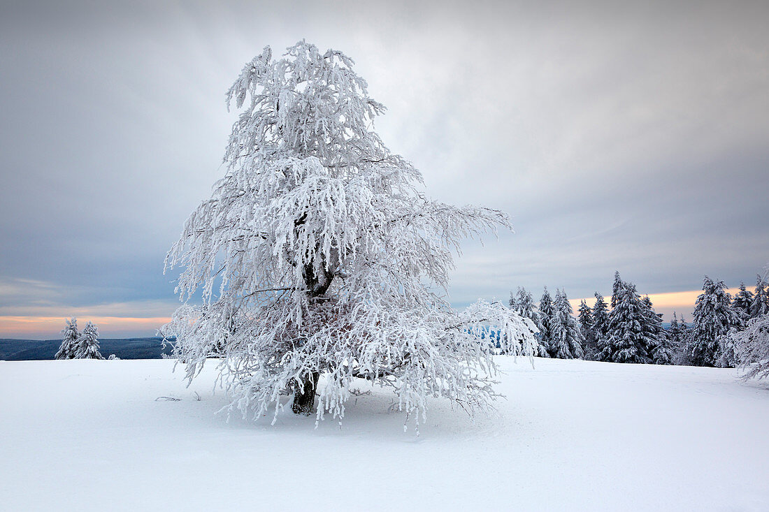 Birch, winter landscape at Kahlen Asten near Winterberg, Sauerland, North Rhine-Westphalia, Germany