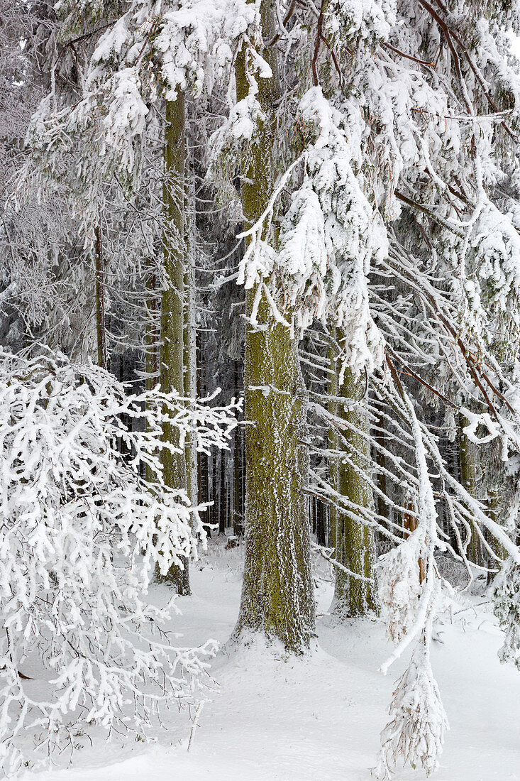 Spruce forest, winter landscape on the Hohen Hagen near Winterberg, Sauerland, North Rhine-Westphalia, Germany