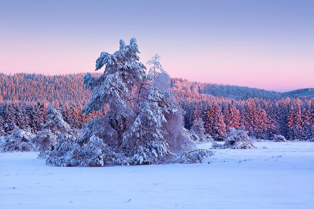 Winter landscape on the Hohen Hagen near Winterberg, Sauerland, North Rhine-Westphalia, Germany