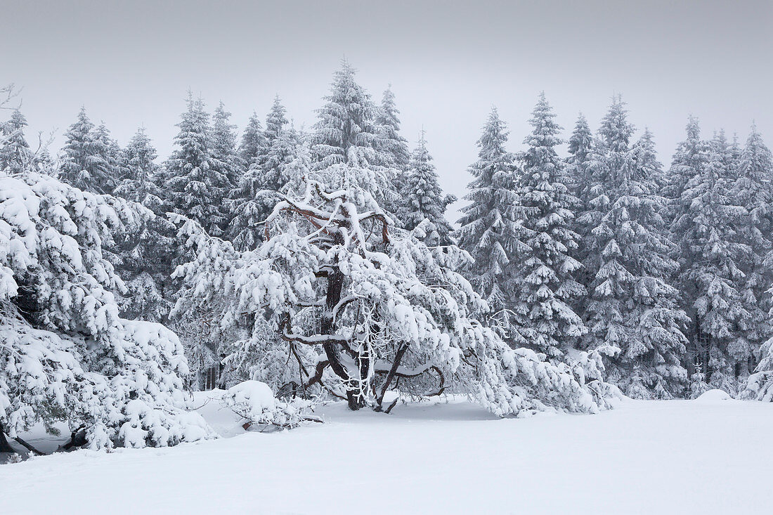 Winter landscape on the Hohen Hagen near Winterberg, Sauerland, North Rhine-Westphalia, Germany