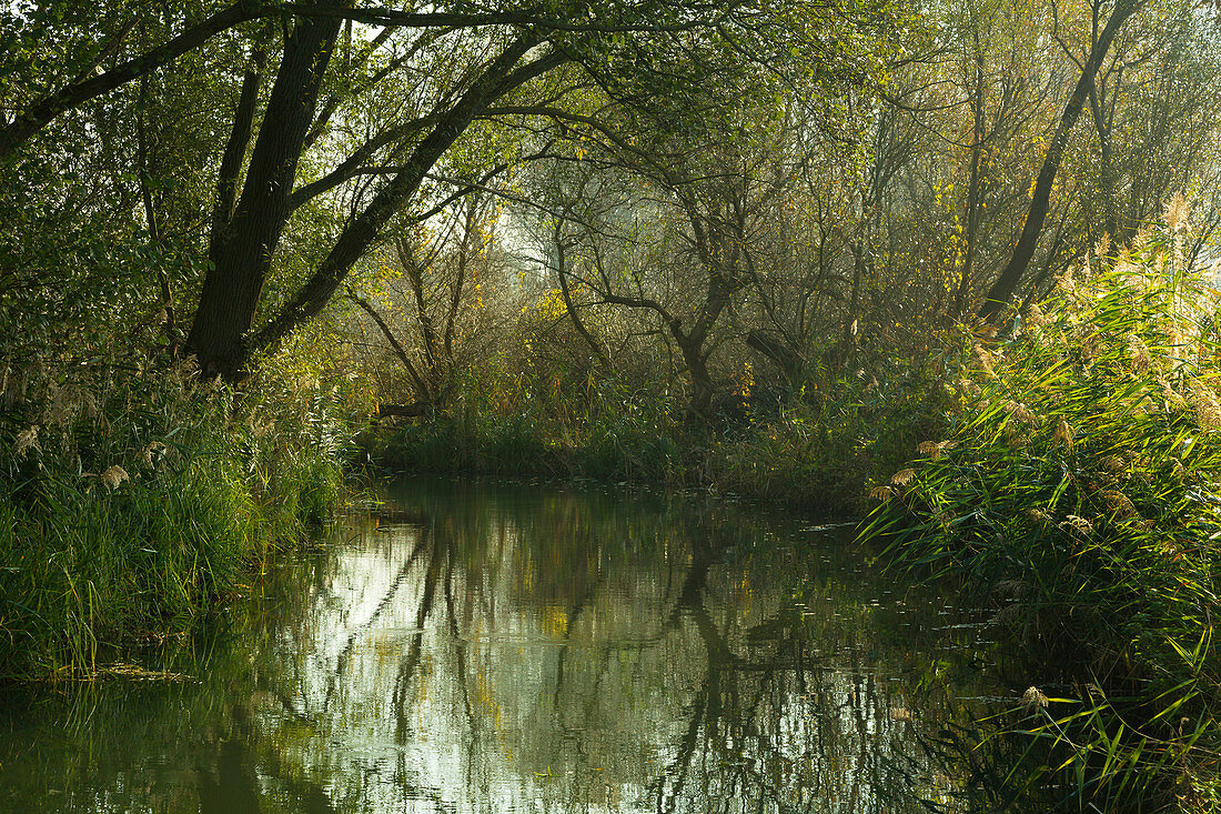 Small canal on the Spreewald, Brandenburg, Germany