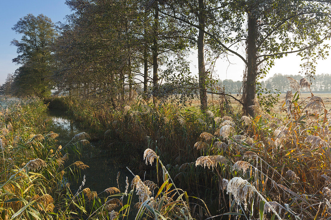 Raureifmorgen am Spreewald, Brandenburg, Deutschland