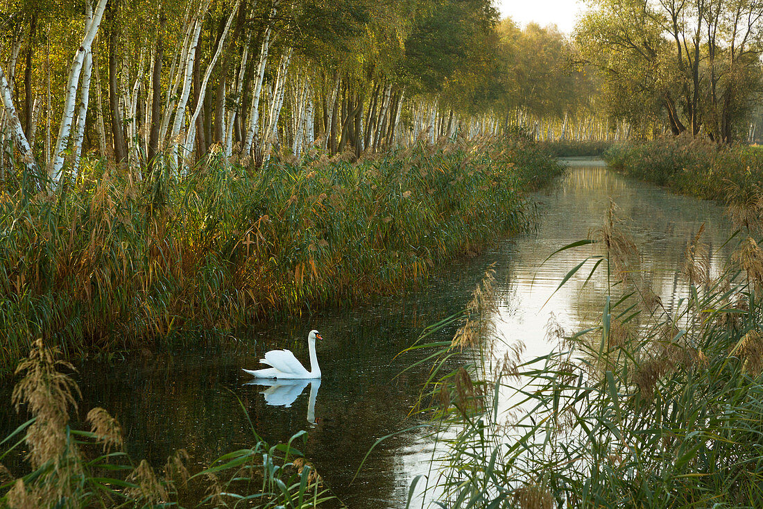 Swan on a small canal, Spreewald, Brandenburg, Germany