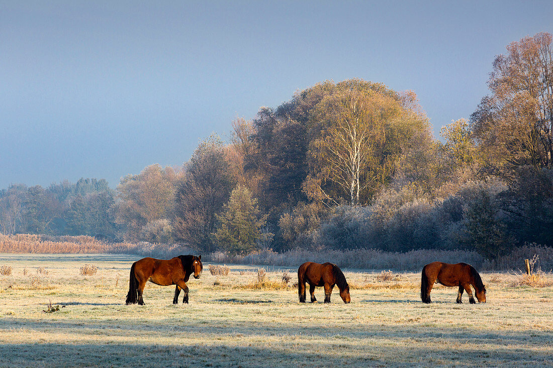 Pferde auf der Weide, Raureifmorgen am Spreewald, Brandenburg, Deutschland