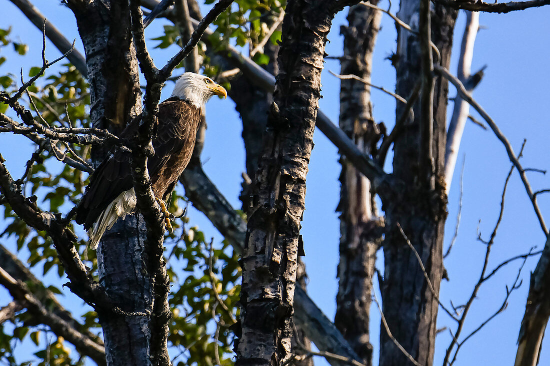 Weisskopfadler beobachtet seine Umgebung, Heines, Alaska