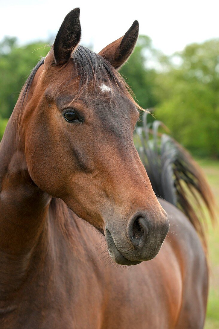 France, Ain, horse (Equus caballus), adult, portrait