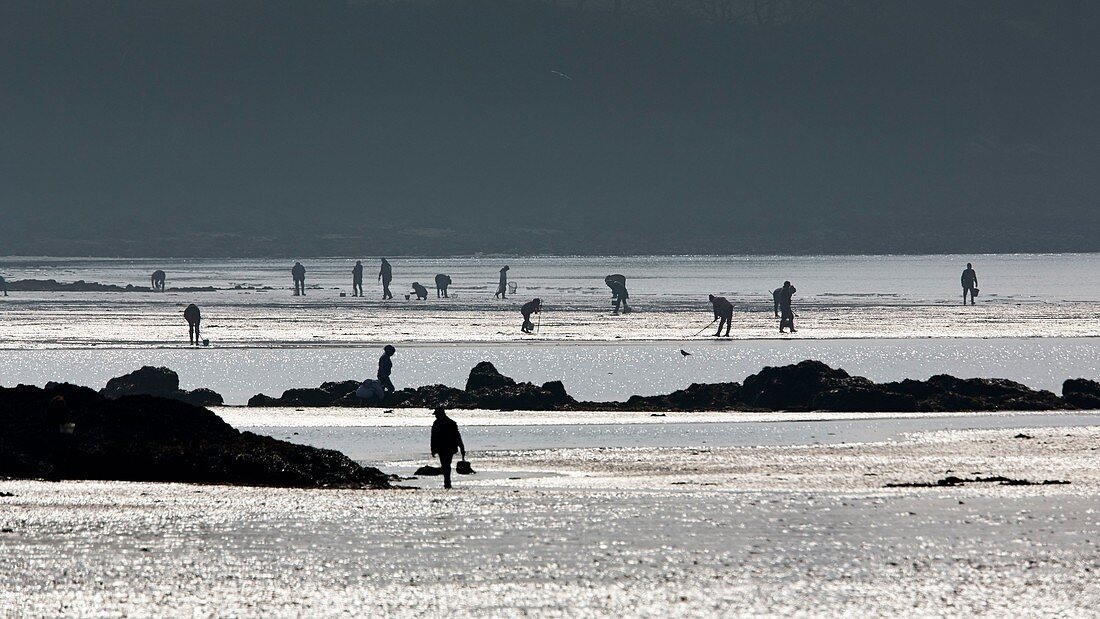 Frankreich, Finistère, La Forêt-Fouesnant, Muschelsammler am Strand von Kerleven während der Flut (Koeffizient 119) am 21. März 2015
