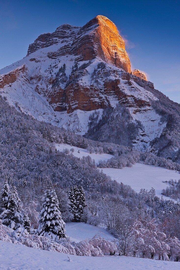 France, Isère, regional natural reserve of Chartreuse, the Tooth of Curls