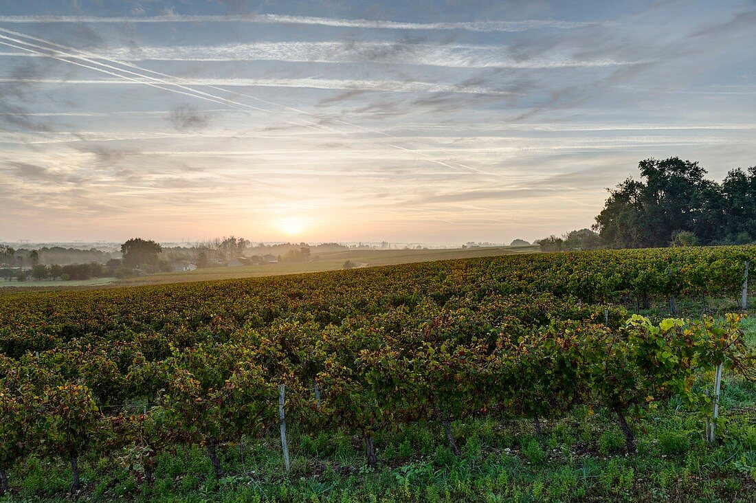 Frankreich, Gironde, Anglade, Landschaft rund um das Dorf