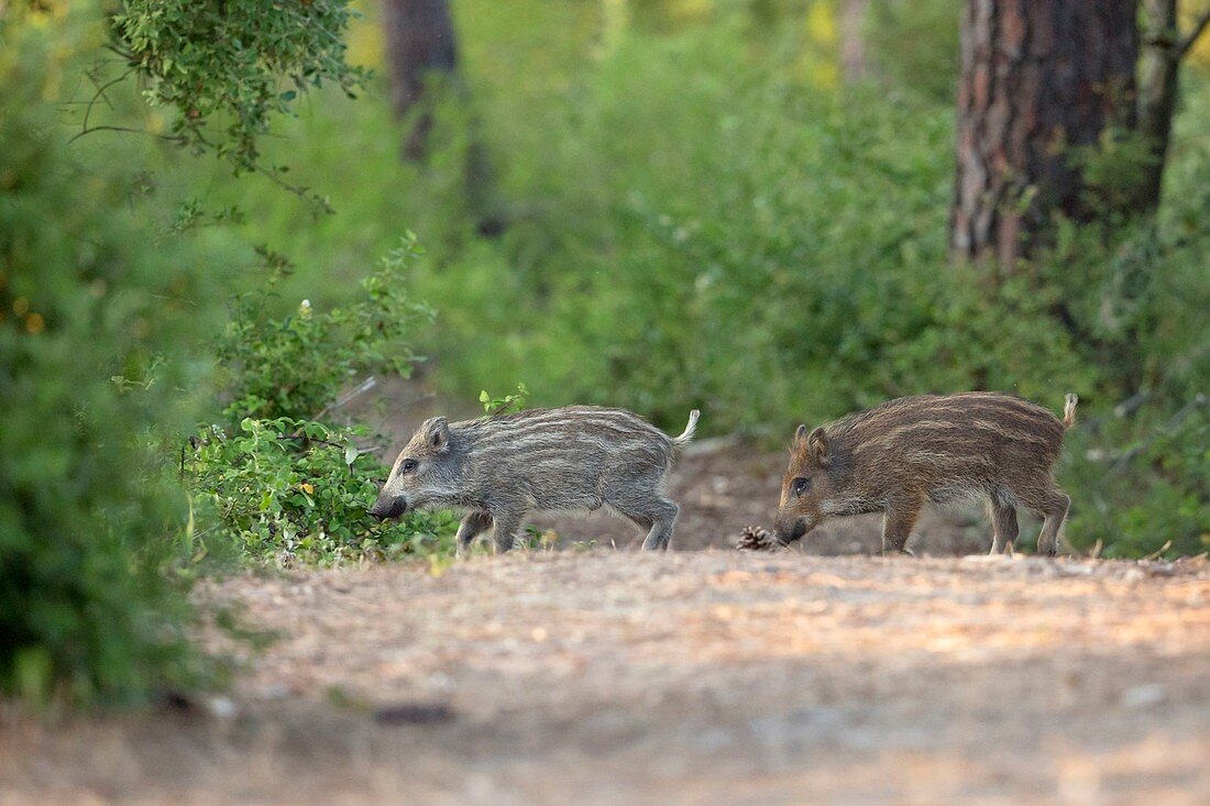 Frankreich, Vendee, Notre Dame de Monts, Wildschwein, Frischling (Sus scrofa)