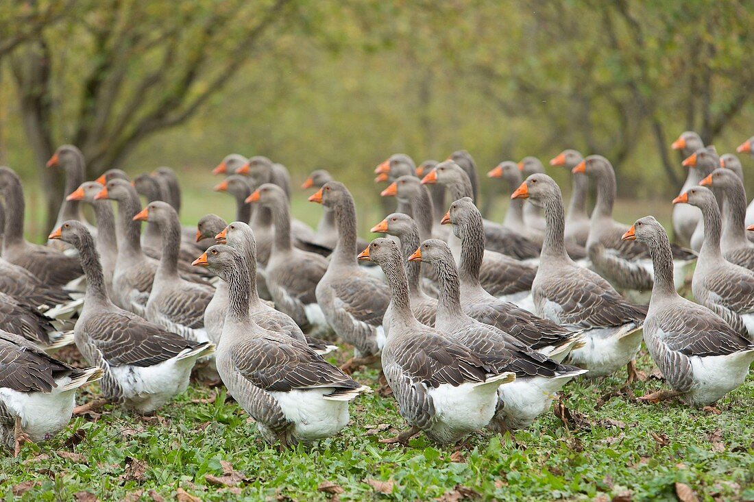 France, Dordogne, Perigord Noir, Dordogne Valley, lieu dit Turnac near Domme, Turnac geese farm