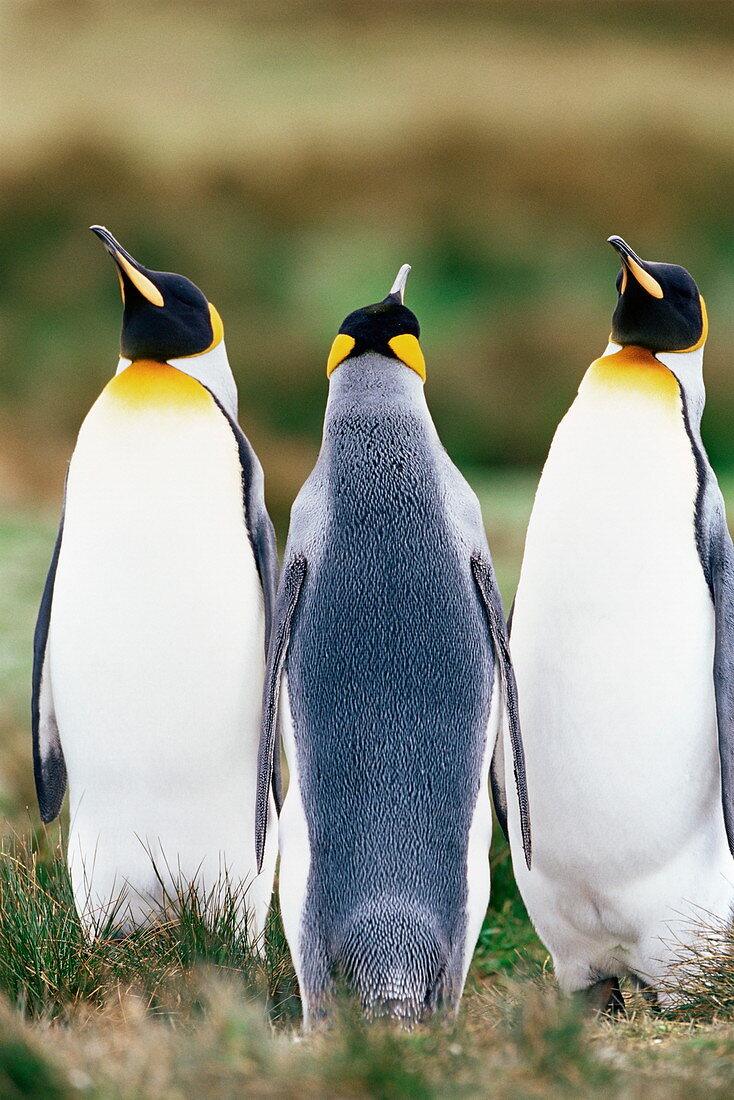 King penguins (Aptenodytes patagonicus), Volunteer Point, East Falkland, Falkland Islands, South Atlantic, South America