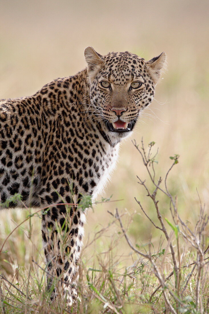 Leopard (Panthera pardus), Masai Mara Naturschutzgebiet, Kenia, Ostafrika, Afrika