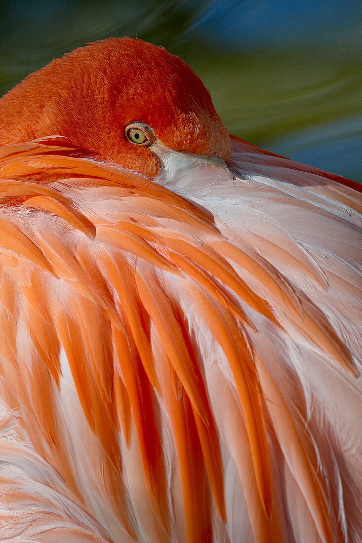 Karibischer Flamingo (amerikanischer Flamingo) (Phoenicopterus ruber ruber) mit Schnabel eingebettet in die Federn seines Rückens, in Gefangenschaft, Rio Grande Zoo, Biologischer Park Albuquerque, Albuquerque, New Mexico, Vereinigte Staaten von Amerika, Nordamerika