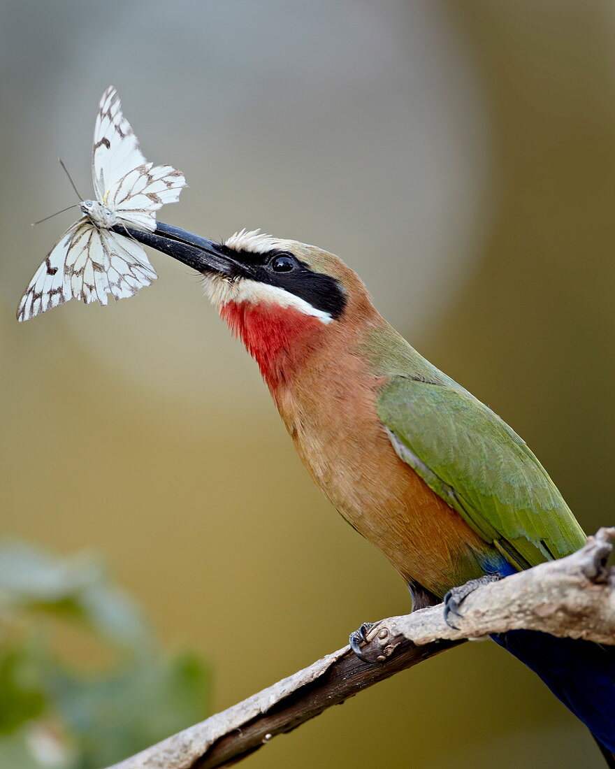 Weißstirnspint (Merops bullockoides) mit einem Schmetterling, Kruger National Park, Südafrika, Afrika