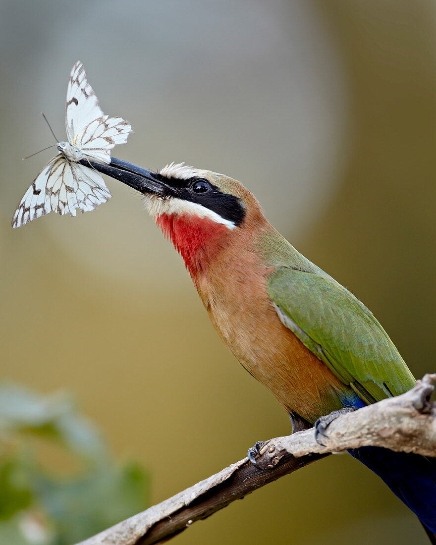 White-fronted bee-eater (Merops bullockoides) with a butterfly, Kruger National Park, South Africa, Africa