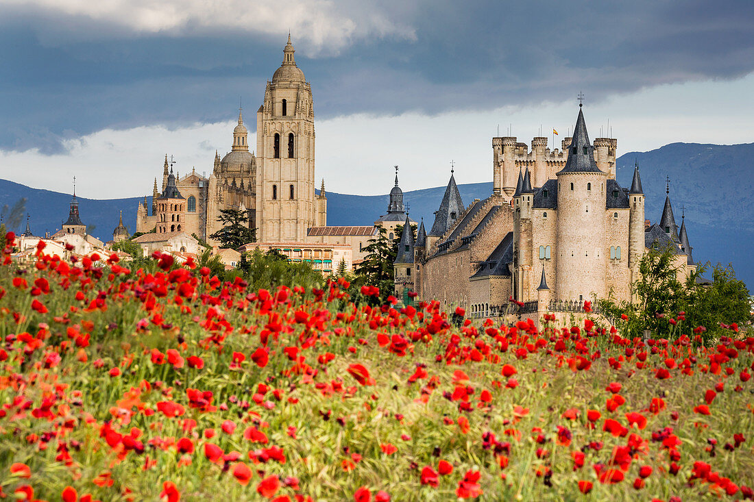 The imposing Gothic Cathedral and the Alcazar of Segovia with poppies in the foreground, Segovia, Castilla y Leon, Spain, Europe