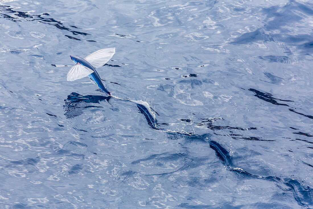 Fliegender Fisch (Exocoetidae), nahe White Island, Nordinsel, Neuseeland, Pazifik