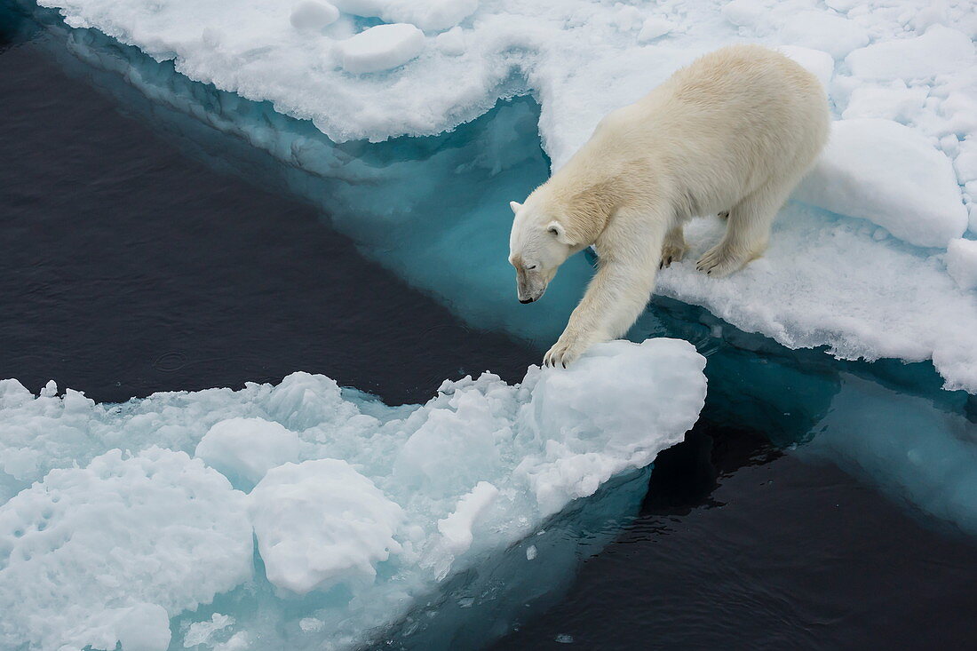 Junger erwachsener Eisbär (Ursus maritimus) auf Eis in Hinlopenstraße, Spitzbergen, Norwegen, Skandinavien, Europa