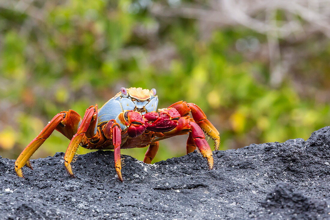 Rote Klippenkrabbe (Grapsus grapsus) in der Gezeitenzone, Urbina Bay, Isabela Island, Galapagosinseln, Ecuador, Südamerika