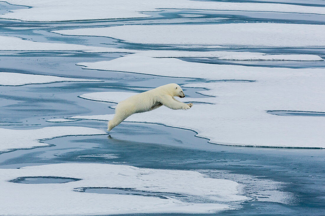 A mother polar bear (Ursus maritimus) leaping between floes in Lancaster Sound, Nunavut, Canada, North America