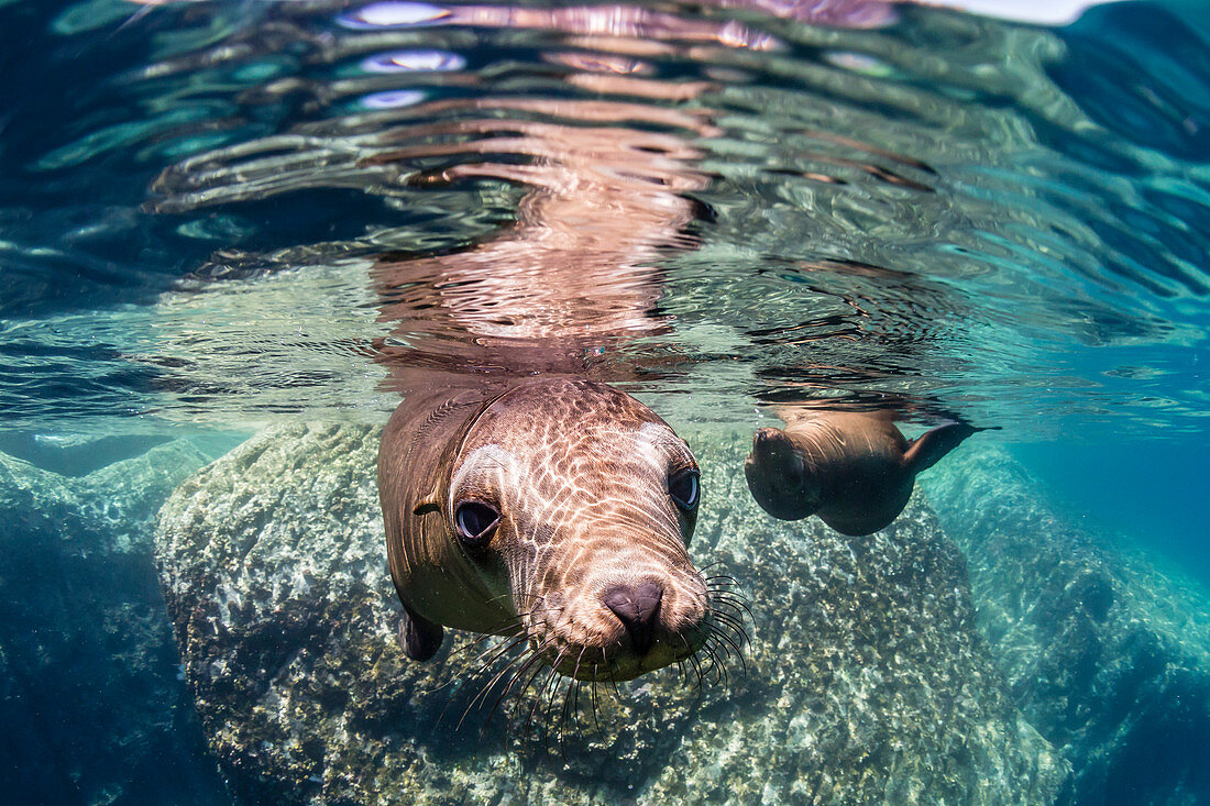 Erwachsene kalifornische Seelöwen (Zalophus californianus) unter Wasser bei Los Islotes, Baja California Sur, Mexiko, Nordamerika