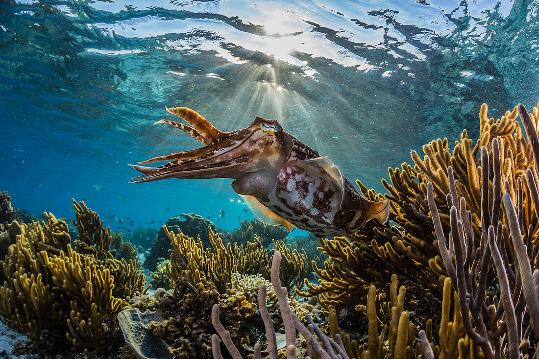 Adult broadclub cuttlefish (Sepia latimanus) on the reef at Sebayur Island, Flores Sea, Indonesia, Southeast Asia, Asia
