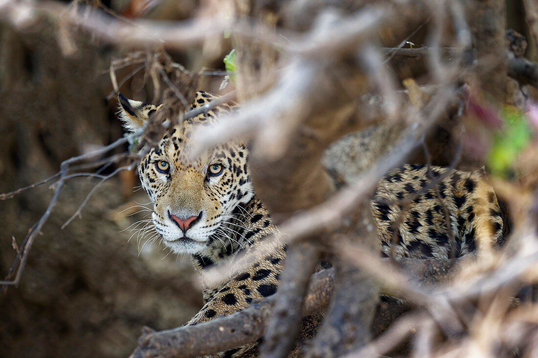 Young Jaguar (Panthera onca) in a tree, Cuiaba River, Pantanal, Mato Grosso, Brazil, South America