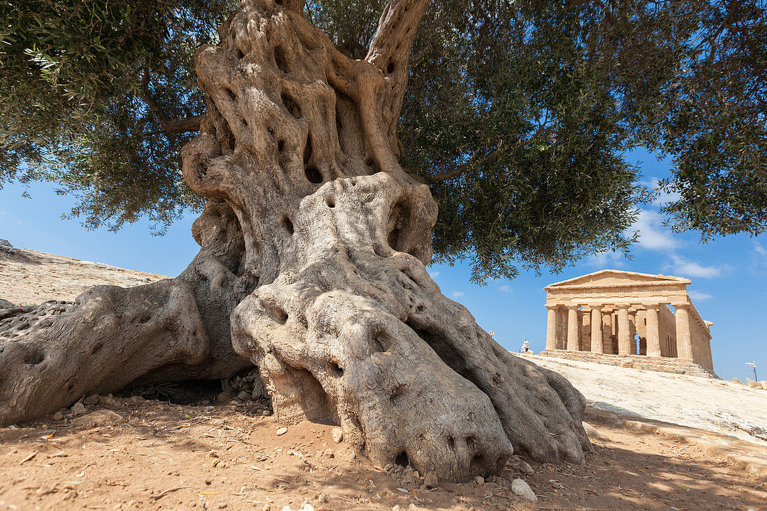 Ein Olivenbaum und der alte Tempel der Concordia in der archäologischen Stätte des Valle dei Templi, Agrigento, UNESCO-Weltkulturerbe, Sizilien, Italien, Europa
