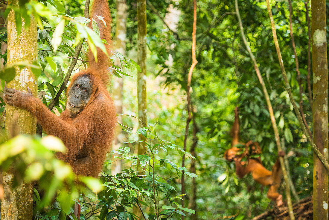 Weibliches Orang-Utan-Sumatra mit Babys (Pongo abelii), Indonesien, Südostasien