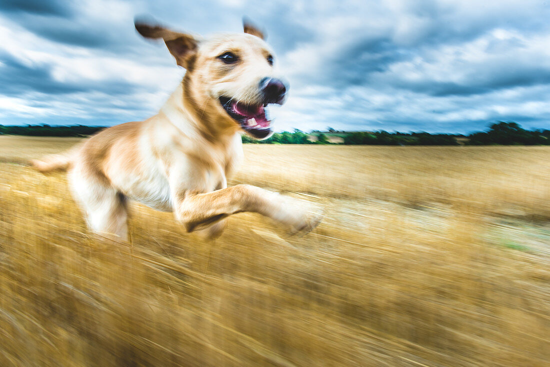 Labrador in field, Oxfordshire, England, United Kingdom, Europe