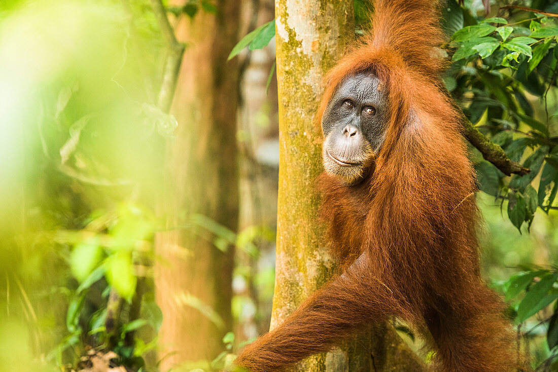 Female Orangutan Sumatra (Pongo abelii), Indonesia, Southeast Asia
