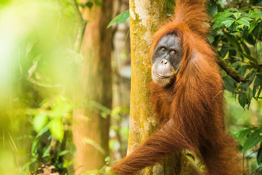 Weibliches Orang-Utan-Sumatra (Pongo abelii), Indonesien, Südostasien