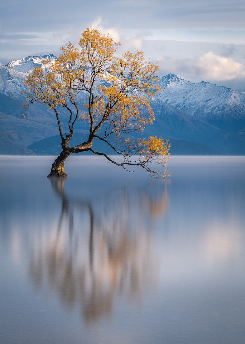 Wanaka Baum, Lake Wanaka mit den schneebedeckten Gipfeln des Mount Aspiring National Park, Otago, Südinsel, Neuseeland, Pazifik