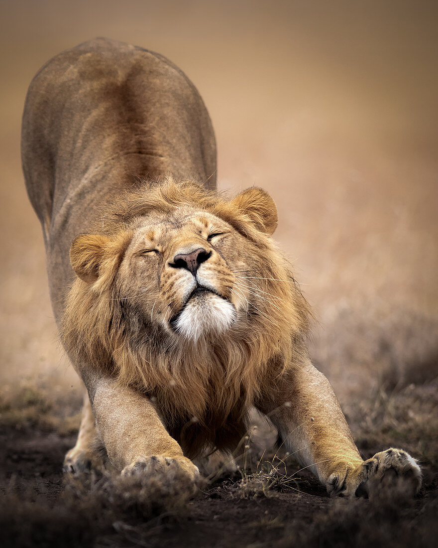 Schläfriger männlicher Löwe, der sich in der Masai Mara, Kenia, Ostafrika, Afrika erstreckt