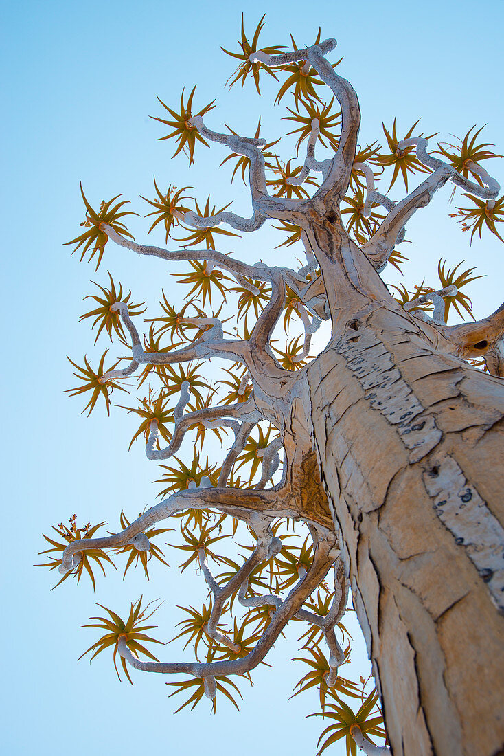A Quiver Tree gets its name from the San people who used the tubular branches to form quivers for their arrows, near Keetmanshoop, Karas Region, Namibia, Africa