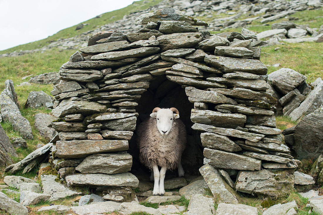 Ein Schaf in einer Schäferhütte aus Stein auf der Spur zum The Old Man of Coniston, Nationalpark Lake District, Cumbria, England, Vereinigtes Königreich, Europa