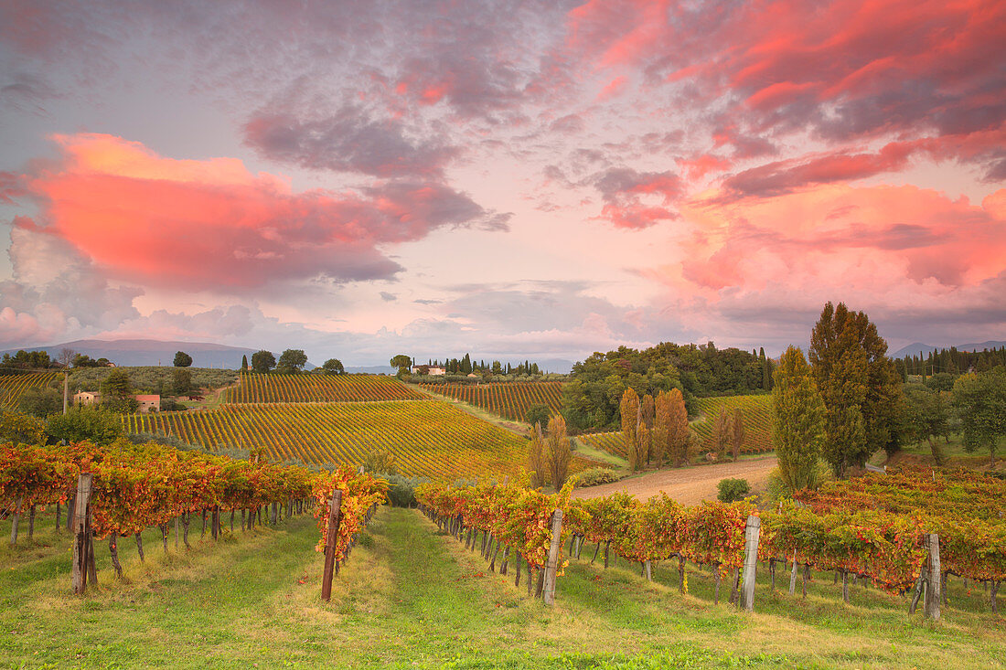 Weinberge von Sagrantino di Montefalco im Herbst, Umbrien, Italien, Europa