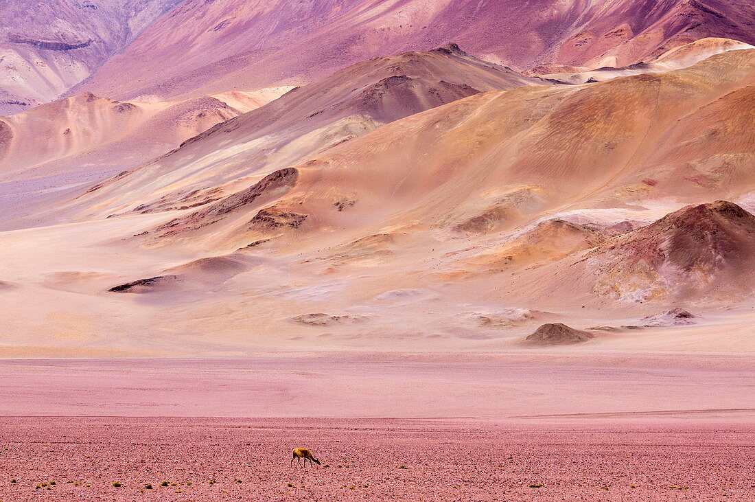 Atacama-Wüste, Chile, Südamerika