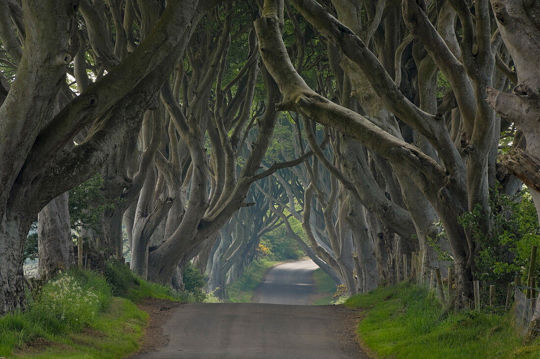 Tree lined road known as the Dark Hedges near Stanocum, County Antrim, Ulster, Northern Ireland, United Kingdom, Europe