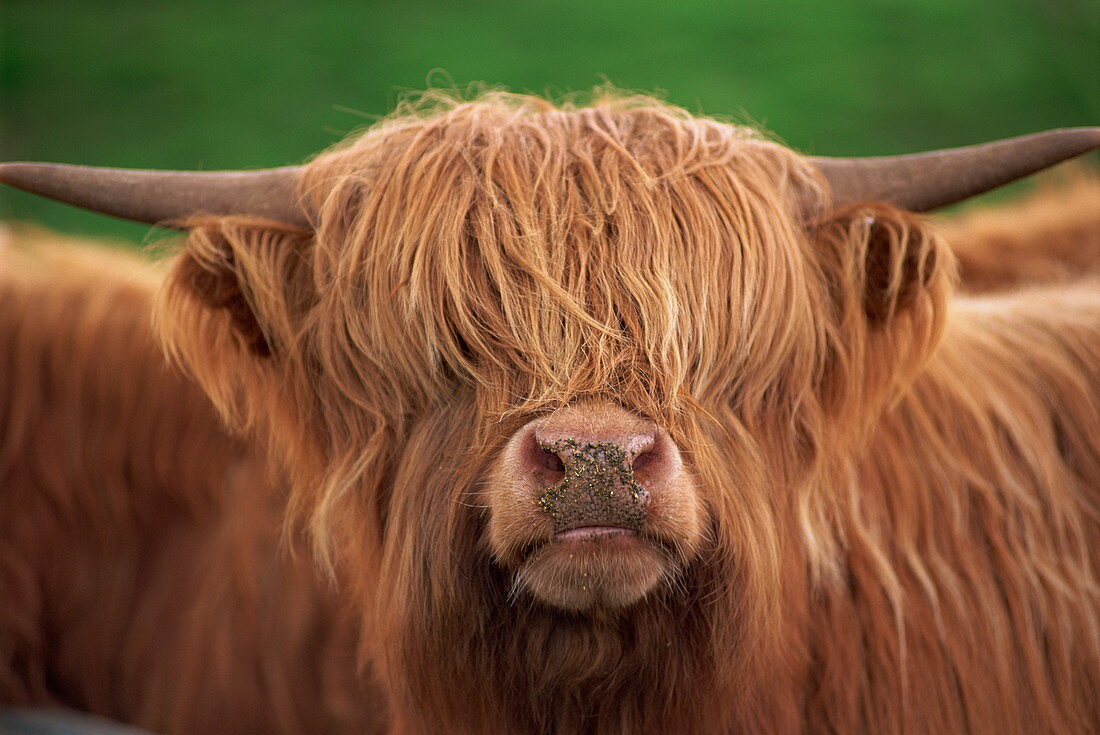 Close-up of the head of a shaggy Highland cow with horns, looking at the camera, Scotland, United Kingdom, Europe
