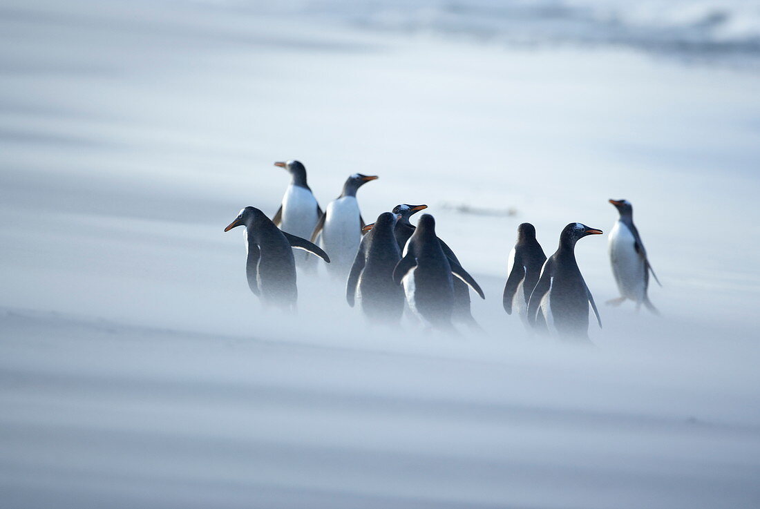 Eine Gruppe von Eselspinguinen (Pygocelis papua papua), gefangen in einem Sandsturm, Sealion Island, Falklandinseln, Südatlantik, Südamerika