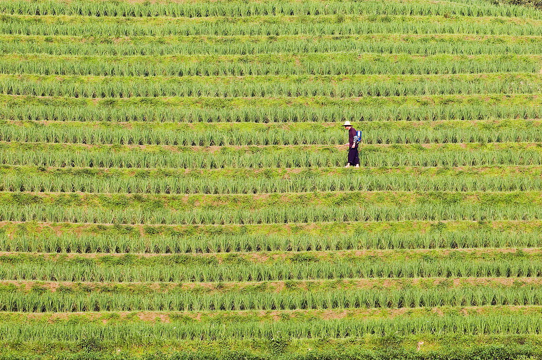 Landwirt besprüht Reisterrassen in Dragon's Backbone, Longsheng, Provinz Guangxi, China, Asien