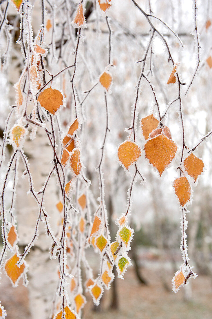 Frostbedeckte Birkenzweige und Blätter, Stadt Cakovice, Prag, Tschechische Republik, Europa