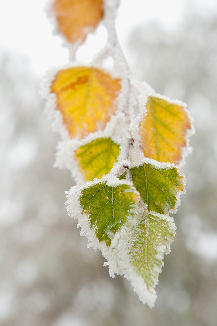 Frost-covered birch leaves, town of Cakovice, Prague, Czech Republic, Europe