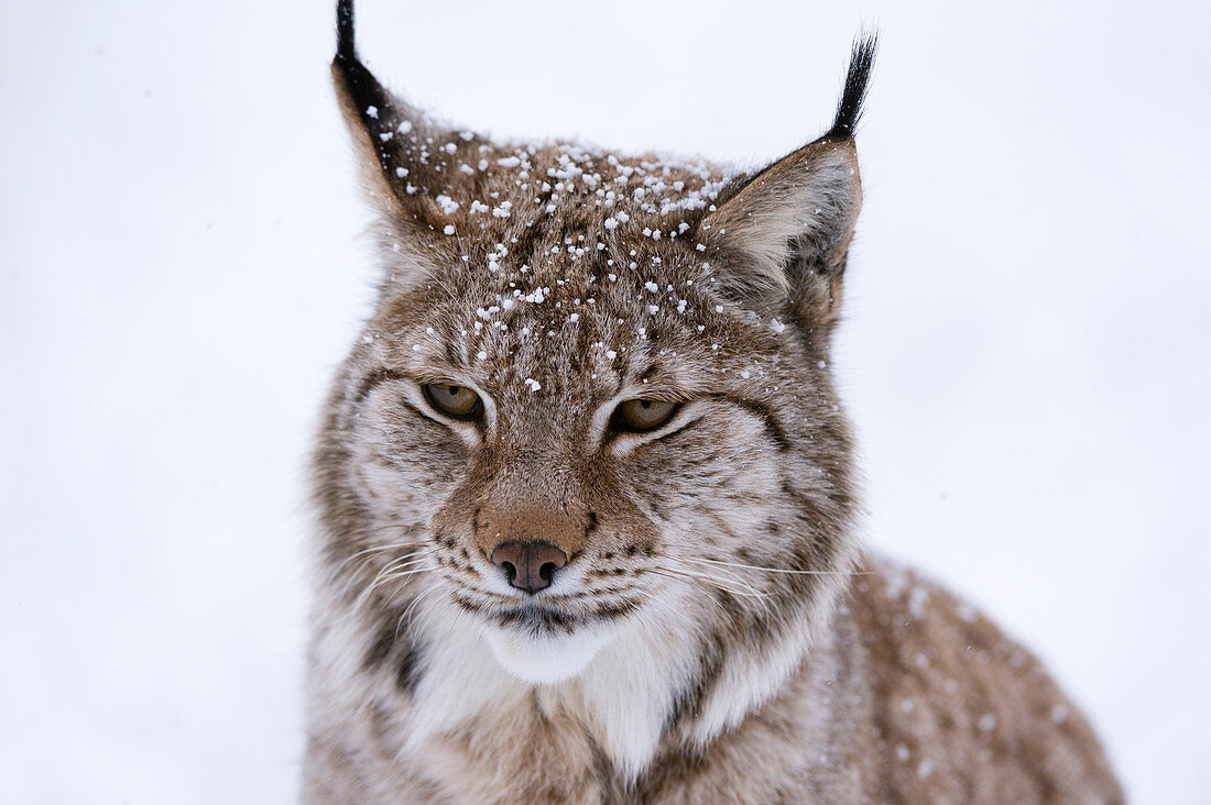 Europäischer Luchs (Lynx lynx), Polar Park, Troms, Norwegen, Skandinavien, Europa