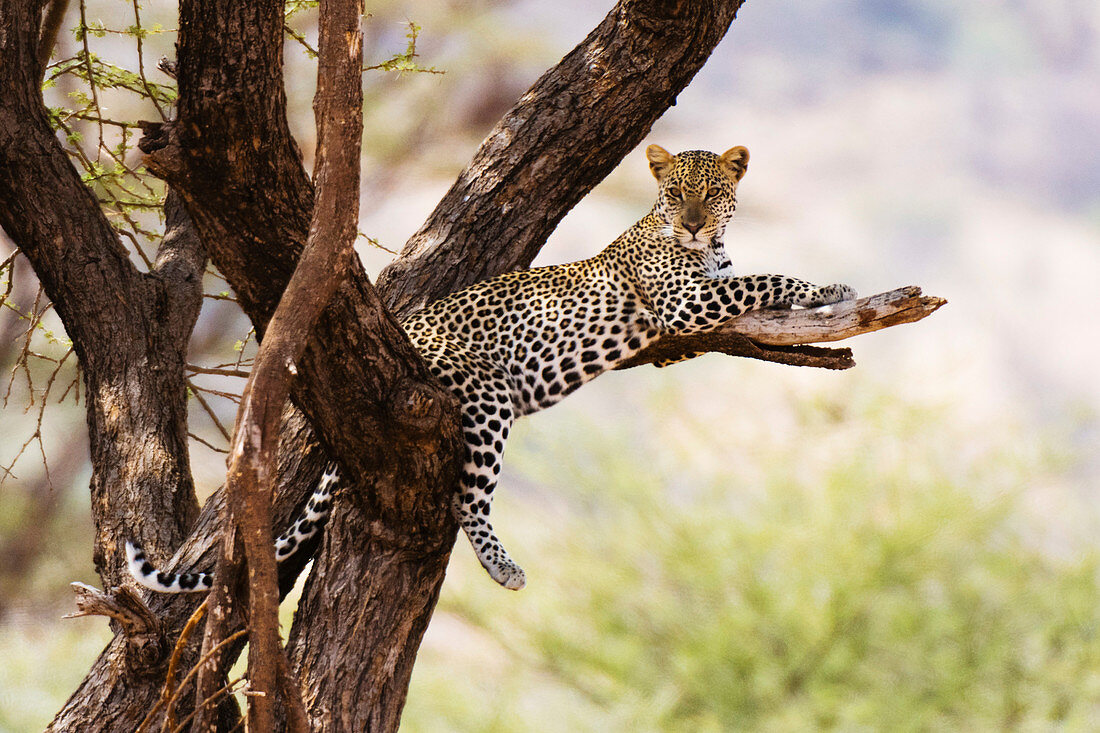 Ein Leopard (Panthera pardus) ruht auf einem Baum, Samburu National Reserve, Kenia, Ostafrika, Afrika