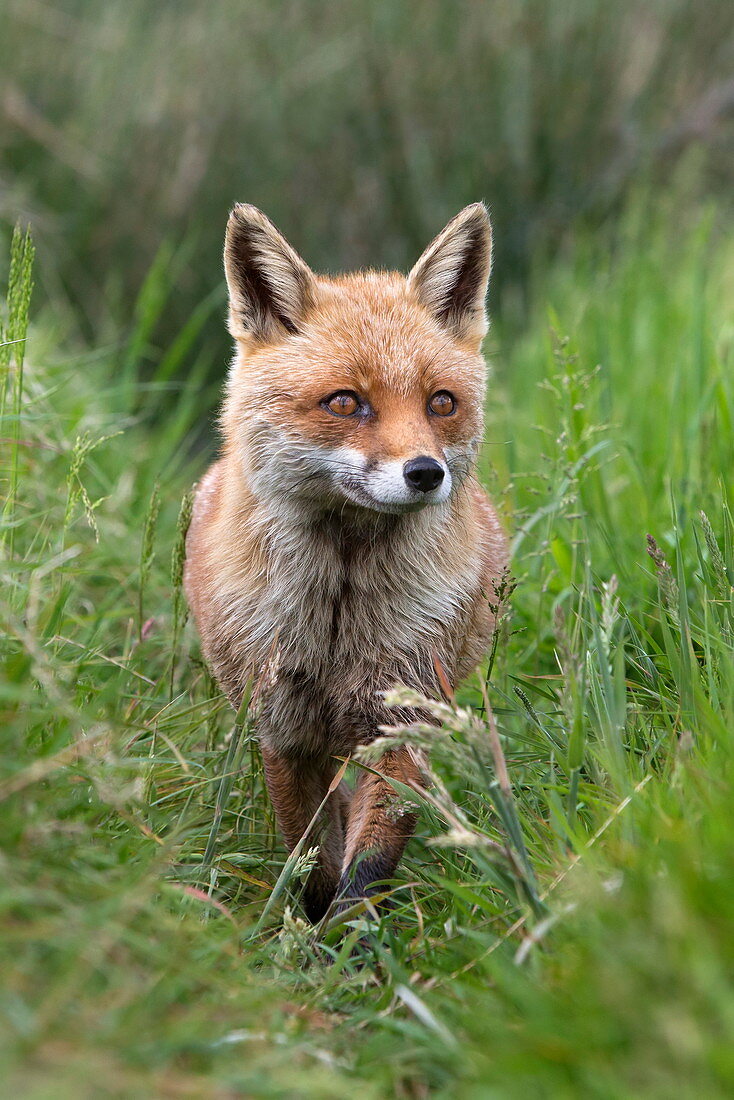 Red fox (Vulpes vulpes) captive, United Kingdom, Europe